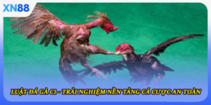 Luật đá gà C1